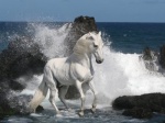 caballo mar