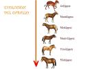Evolución de los caballos