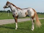 hezadoubleshotofluck-extraordinario-caballo-a-20121025230727